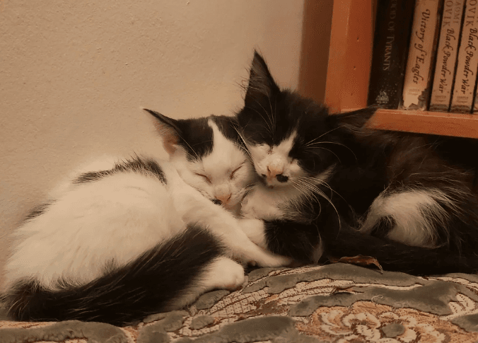 Two cute kittens cuddling